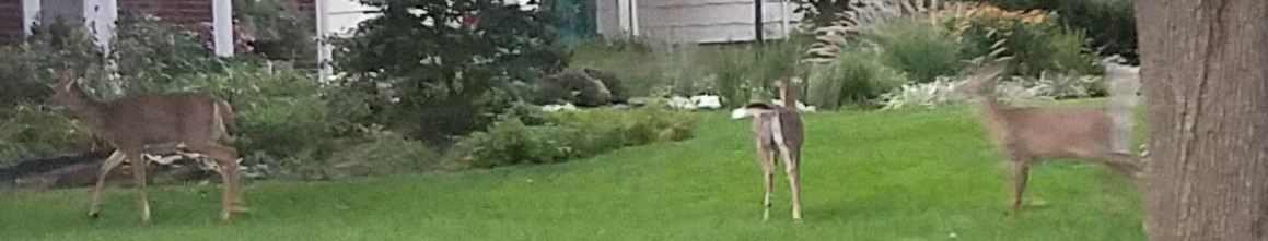 neighbors